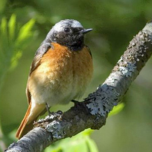 Common Redstart